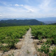 夏の様な日差しになった農場のローズ畑