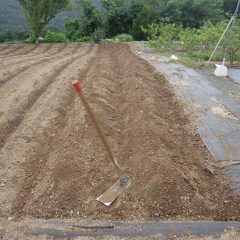 畝を二つ立てた所で予報通り雨が本降りになりました