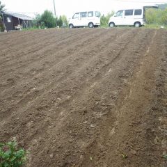 雨で土が流れ出さないよう急いで畝間の溝を切りました