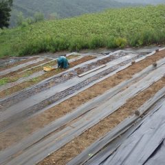 雨の中でも合羽を着て除草作業をしています