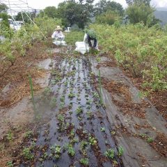 ペパーミントの蒸留が始まり収穫作業が始まりました