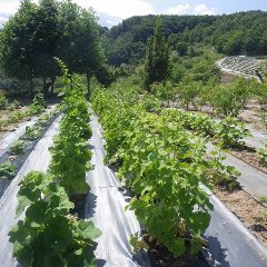 ブラックマロは沢山の蕾を付けた花柱が伸び始めました