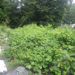 朝まで降っていた雨は昼前に上がり、事務局裏の草刈り作業の残りを行いました