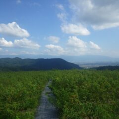 天気は急速に回復して真夏の太陽がローズ畑を照り付けています