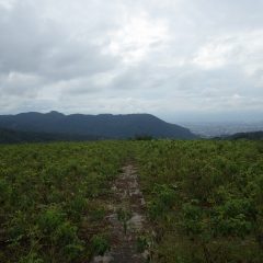 朝まで降っていた雨は上がったものの何時降り出すか分からない空模様