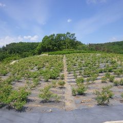 遠くからでもローズの花が咲いているのが分かります