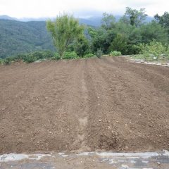 何とか畑に入れそうなので雨で中断した畝立て作業の続きをしました