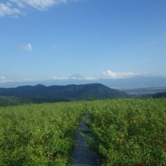 夕方、富士山が雪の消えた夏の姿を見せてくれました