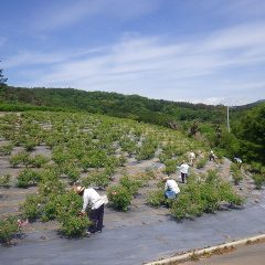 ローズの花摘み作業開始