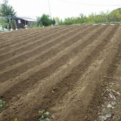 雨が降り出す前に畝立て作業が終わり種蒔き準備完了