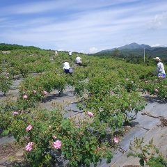 ローズの花を摘みながら畑の下から上へ登って行きます