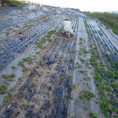 5度目の除草作業