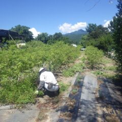 炎天下の中で除草作業は続いています