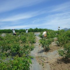段々と重くなる籠を持ちながら広い畑を上り下りするのは重労働です