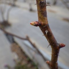 一部の枝で芽が動き始めました