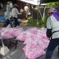 摘み取った花を集めて今日の摘み取り終了