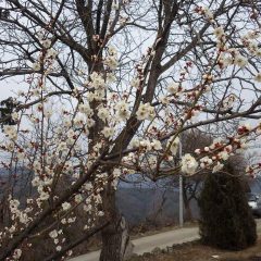 梅の花が咲き始めました