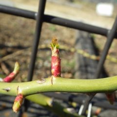 つるバラの芽はタケノコのように伸びて葉を広げ始めています