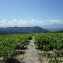 早朝から収穫の始まっているローズ畑
