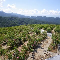 農場の下から上に花を摘みながら登って来ます