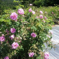 たわわに花を咲かせたローズ