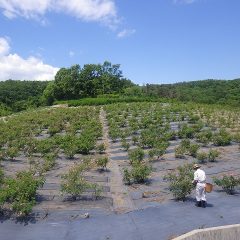続いてこちらの畑の収穫に取り掛かります