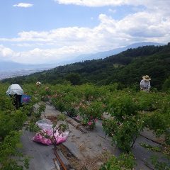 この畑で今日の花摘みも終了です