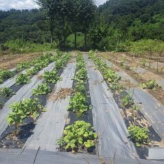 除草作業が終わって綺麗になったブラックマロウ畑