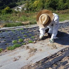 マルチの穴を埋め尽くした雑草を取り除きます