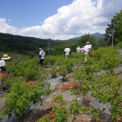 本日の作業終了、綺麗に摘み終わりました