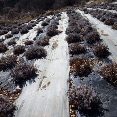 ラベンダー畑の落ち葉片付けの続きです