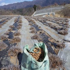 寒風と戦いながら落ち葉を掃き集めます