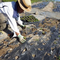 雑草に負けてしまったところに苗を植えていきます