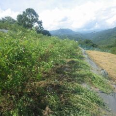 焼けるような暑さの中で除草作業をしています