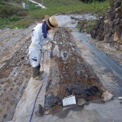 早く根が活着するように水を撒いて終了