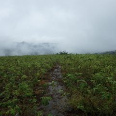 朝から雨が降ったり止んだりのローズ畑