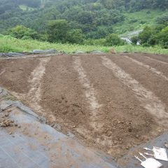 雨が小康状態になったので畝立てをした畑に種を蒔きます