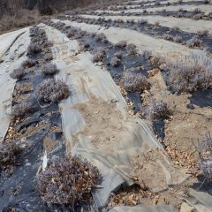 清掃作業の終わったラベンダー畑