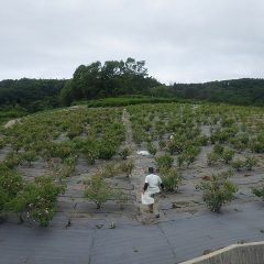 西から梅雨入りが始まり、曇天に包まれたローズ畑で今日も収穫が続いています