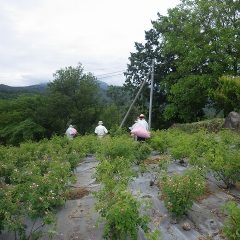 昨夜から気温が下がった影響か本日の収穫は前日より少ない約75kgでした