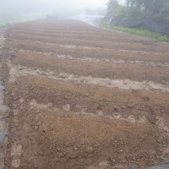蒔き終わると雨はまた本降りになって来ました