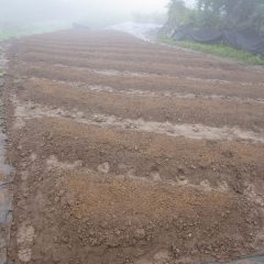 蒔き終わると雨はまた本降りになって来ました