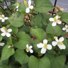 清楚な白い花（白い花びらに見えるのは総苞片という葉が変化したもので、ドクダミには雌蕊と雄蕊しかありません）