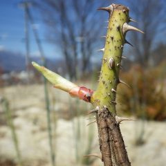 春の陽気になり芽がグングン伸びて葉先が見えて来ました