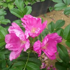 ジャパニーズローズと言われるハマナスも花盛りです