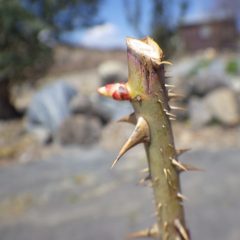 春の日差しを浴びて芽が伸び始めています