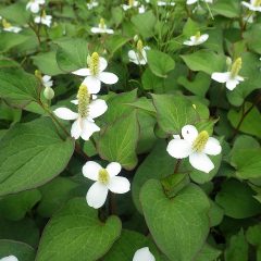 ドクダミも純白の花を満開にしています