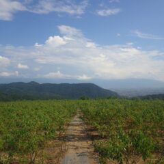 暦の上では秋、しかし真夏の暑さはまだまだ続いています