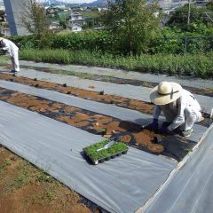 朝まで降っていた雨も上がりカモマイル・ローマンの苗を定植しました