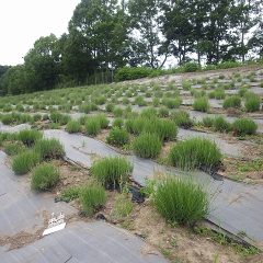 農場のローズ畑は新枝を沢山伸ばして花穂を立ち上げ始めました